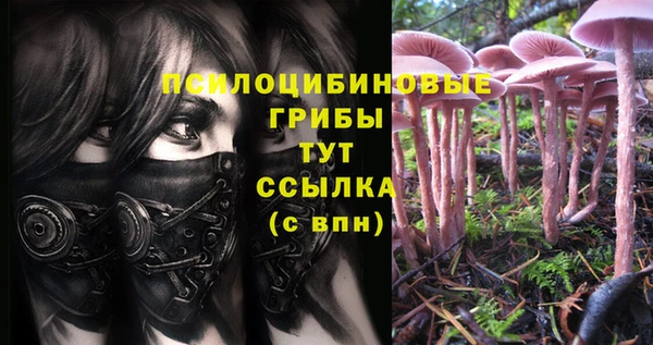 индика Богданович